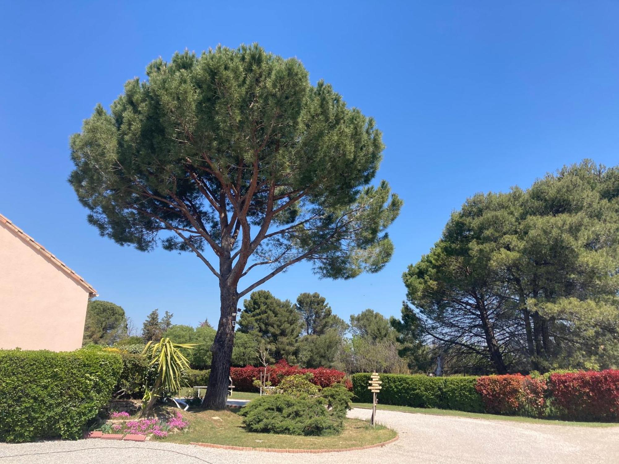 Les Bougainvillees De Camargue Villetelle Екстериор снимка